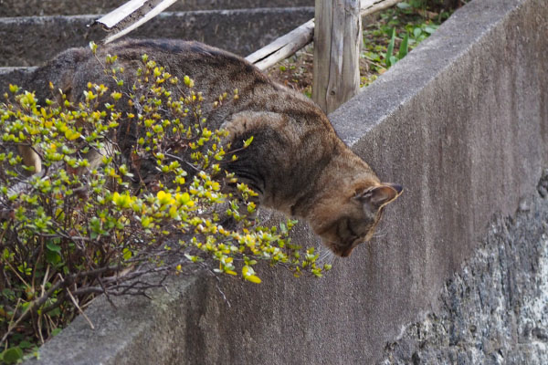 階段の途中から逃げるエビス