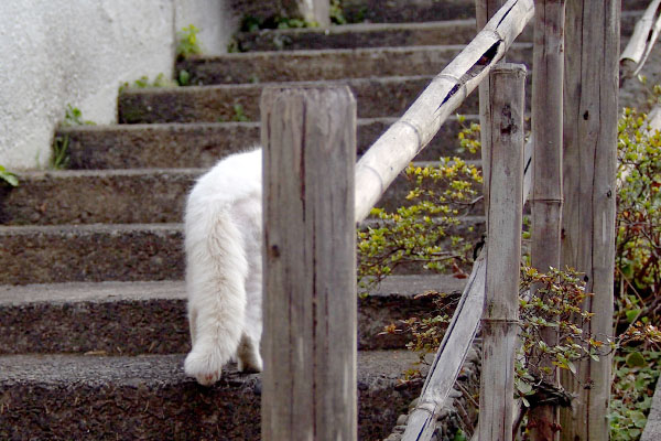 階段を上る白いしっぽ