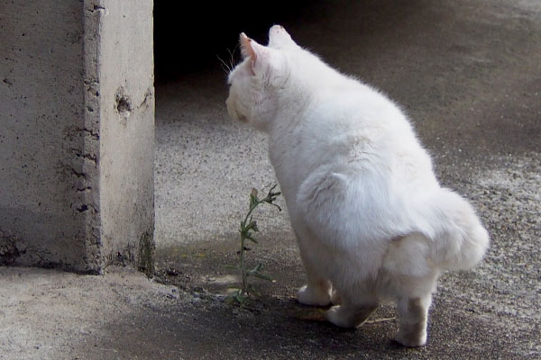 根元から真横に３