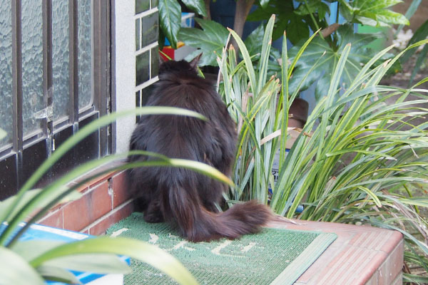 バケツの溜まり水を飲む