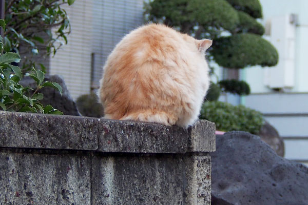 戻って来たナリコ