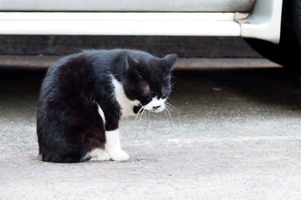 タクちゃんお手てなめなめ