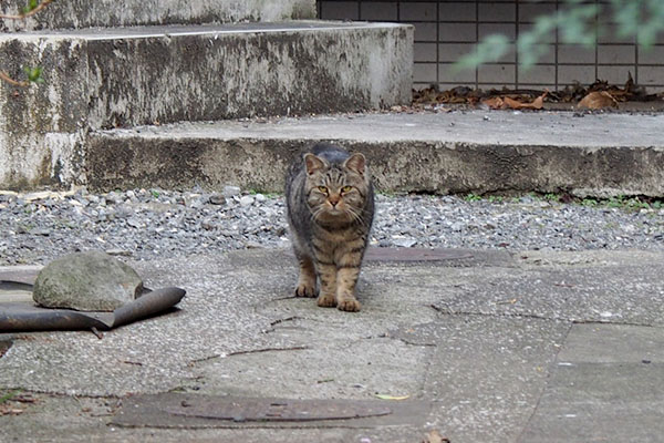 タビゾンヌお出まし