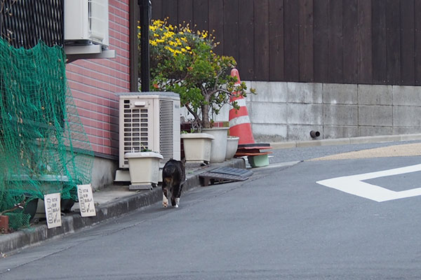 にゃんの後ろ姿発見