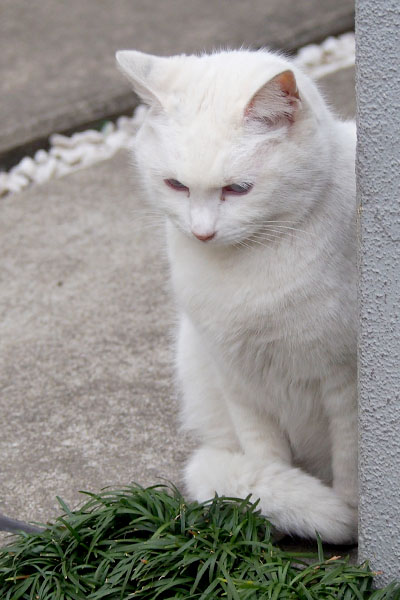 下向きリリ