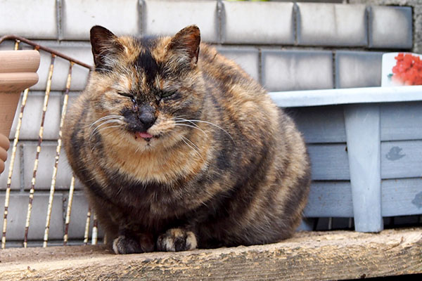 ニヒッなカラン