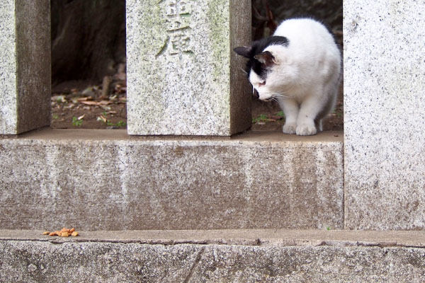 ぐるんと回ってカリカリ発見