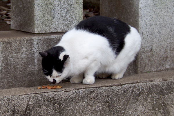 うまうまムーン