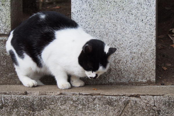 お代わりムーン