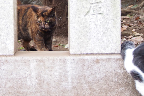 ムーンの背後に新猫サビちゃん