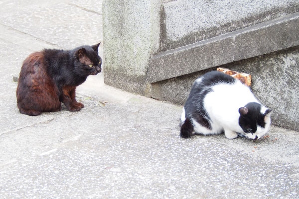 食べるムーンを見ているナクゥ