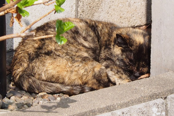 サビチッチは花壇で熟睡