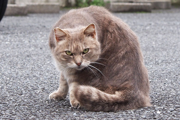 やっと見てくれたグリ