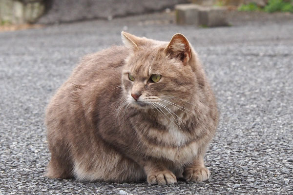 目の前でちんまりするグリ横