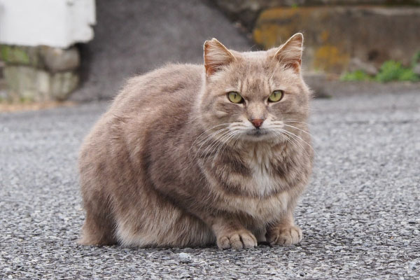 だから持ってるよね