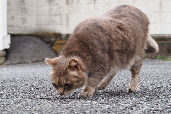 食べ終わると探すグリ