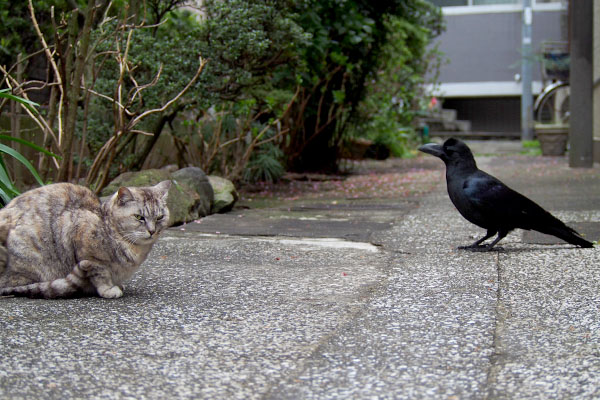 銀ちゃんに近づくカラス