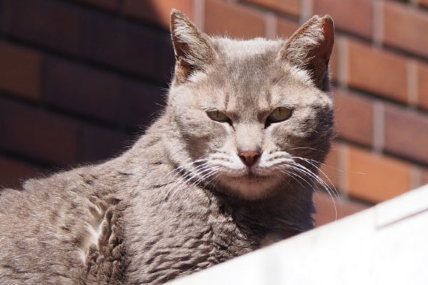 シピ太陽の下で何想う