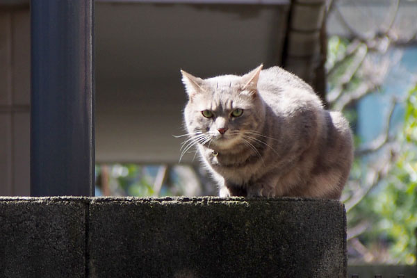 離れているから平気なケリー