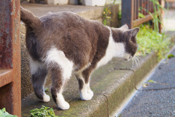 お腹の膨らみが気になるちび