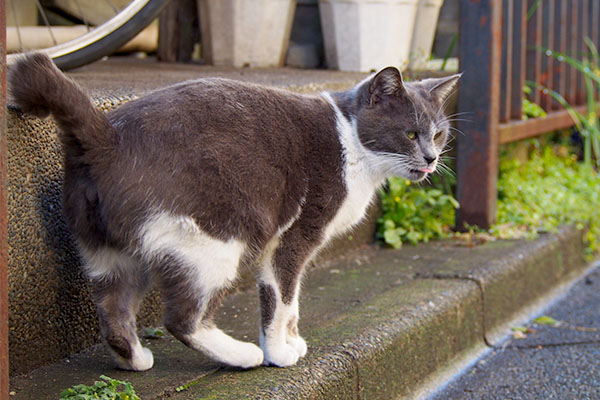 食欲も旺盛なちびにゃん