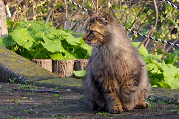 クラタンを見ているメレンゲ美猫