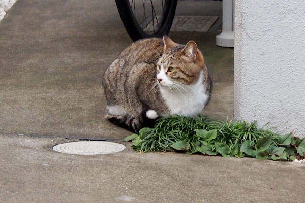 道路の反対側から左向き