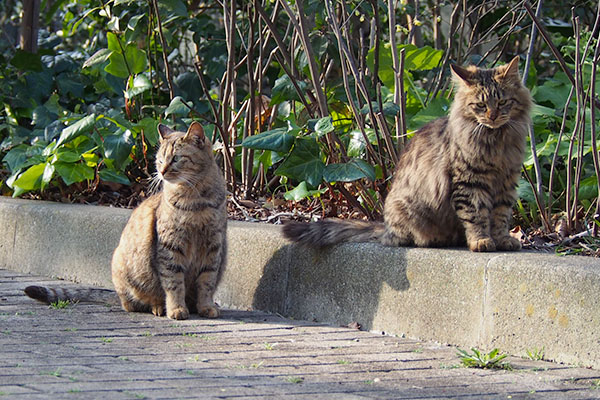 母と子サキマロン