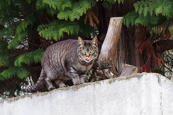 ぺろんしながらカメラ目線