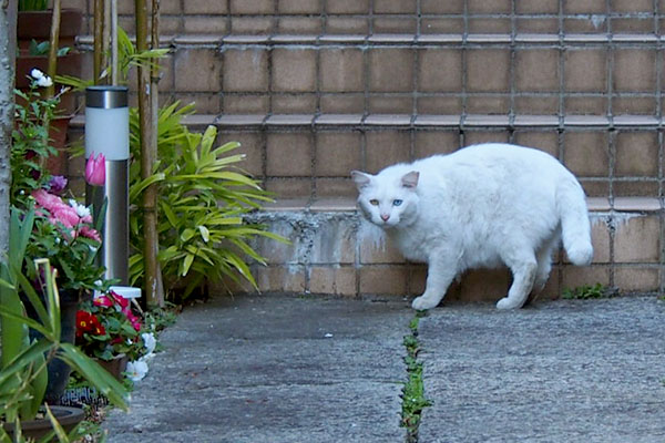 身構えるシュニ