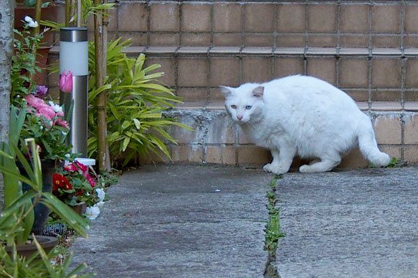 見た事あると思った風なシュニ