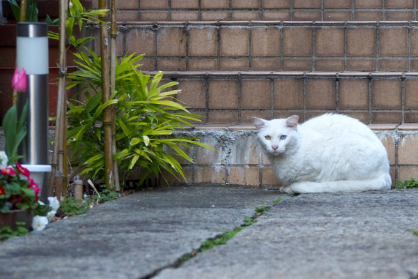 落ち着いちゃったシュニ