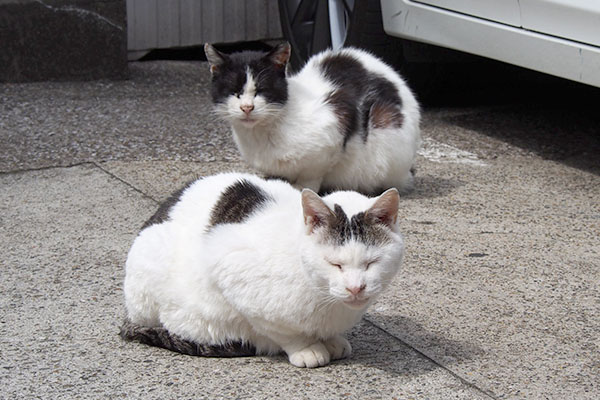 リボンとフク正面リ眩しい