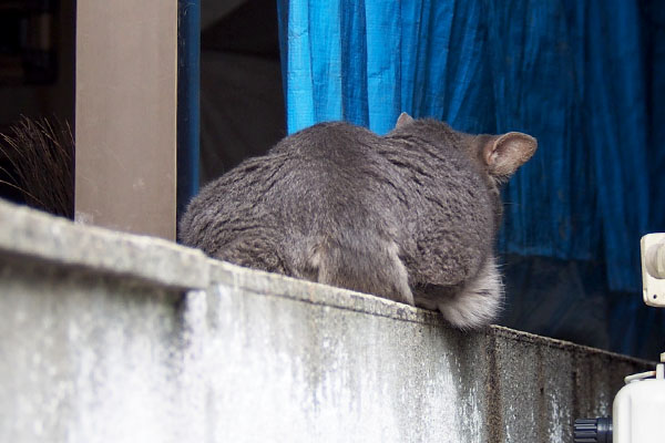 寒かった日のシピ背中