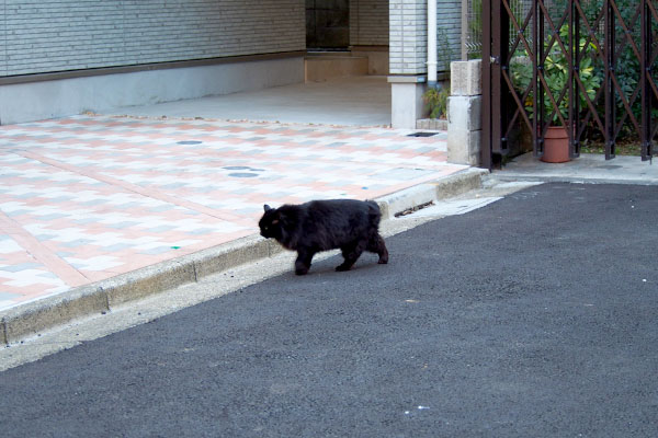 短足ハリマちゃん