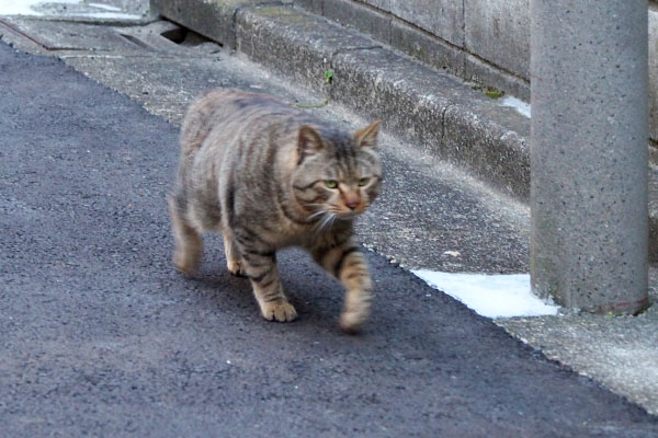 曲がったエビス君