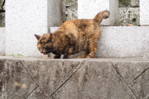 食べるクロテ