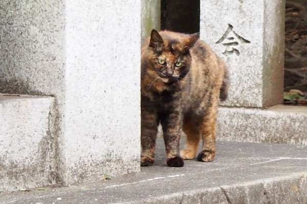 チラッと見るクロテ