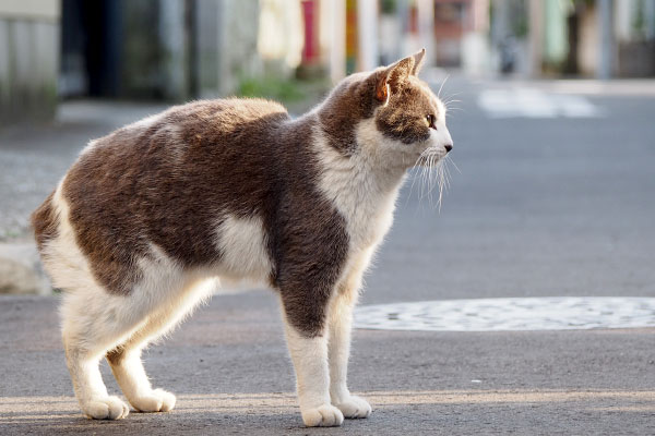 姉にゃんスリムボディ