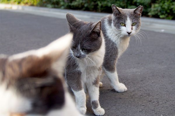 マイペースちびにゃん3cats