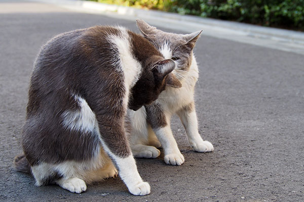 姉にゃんちびの頭の匂いチェック