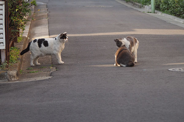 戯れている３にゃん