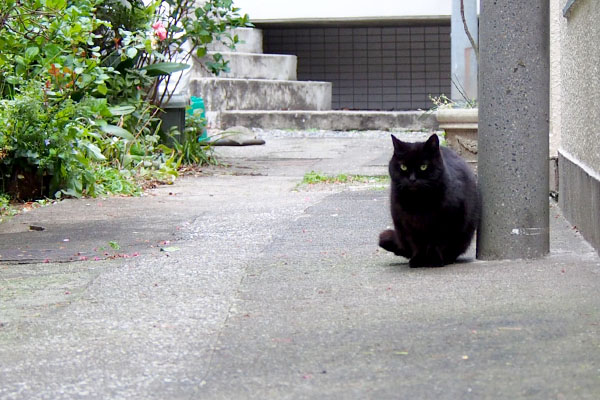 真っ黒くろすけタンちゃん