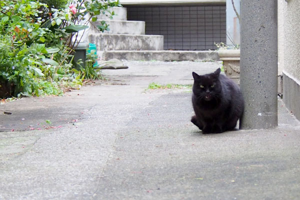 鳴いてるタンちゃん