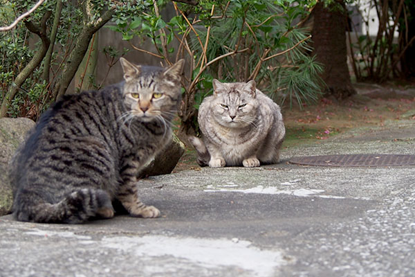 走るハクを見る銀とタビワン