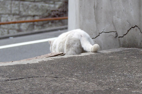 階段を降りてゆくハク