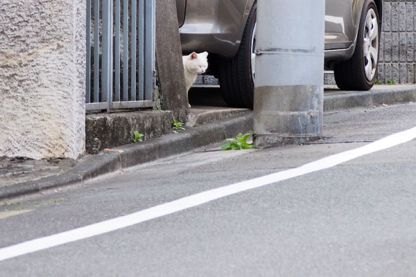 けふーな顔のハク