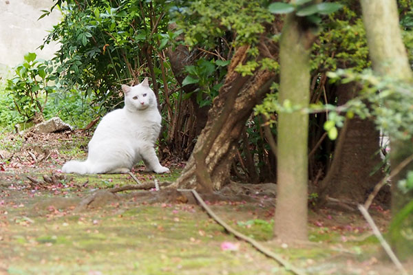 あれハクいないにゃ