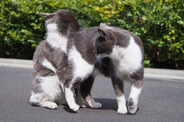 姉ちゃんにしっぽパンチ