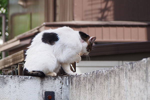 首にキズがあるウィン